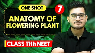 ANATOMY OF FLOWERING PLANTS - Complete Chapter in One Video || Concepts+PYQs || Class 11th NEET