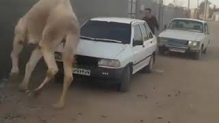 White Camel Chasing a Man.