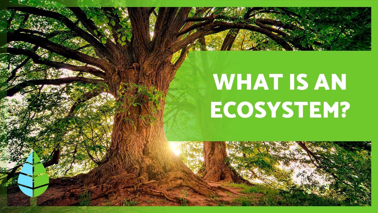 WHAT ARE TERRESTRIAL ECOSYSTEMS? 🏔️🏜️ Characteristics and Types