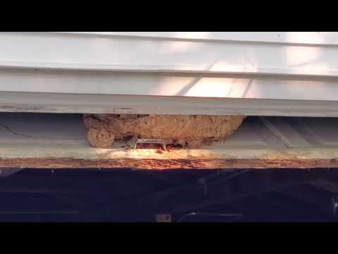 European Hornets Nest Wedged in Garage Door in Eatontown, NJ