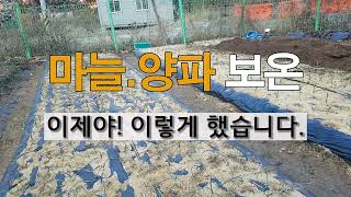 마늘 양파 보온 이제야 이렇게 했습니다. #주말농장, 마늘 양파가꾸기.