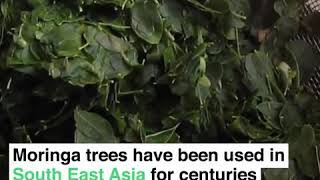 preview picture of video 'The disease fighting superhero tree Moringa'