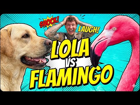 FLAMINGI na Sardynii? Tego się nie spodziewaliśmy! (Sardynia Van Life #7)