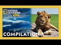 Relax With Cute Animals Of Land Sea 1 5 Hours Incredible Animal Journeys Nat Geo Kids