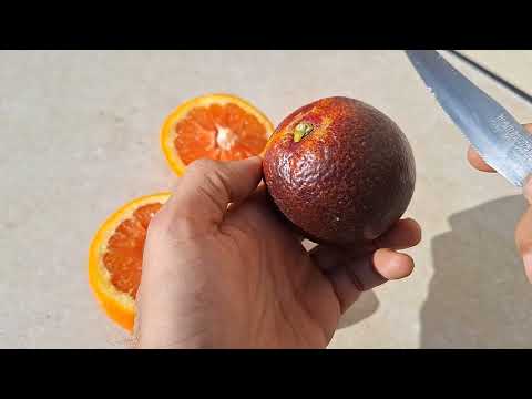 Onix and Cara Cara: two very different orange varieties but with particular bloody colors!