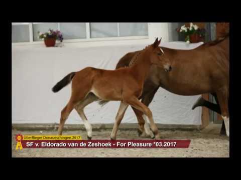 SF v. Eldorado van de Zeshoek - For Pleasure