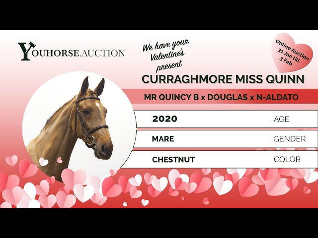Curraghmore Miss Quinn 5 yo class indoor
