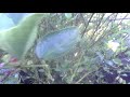 Sesame Street Plants Film