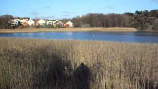 Glefsvika i dag, søndag 29. mars...sol fra skyfri himmel i dag...