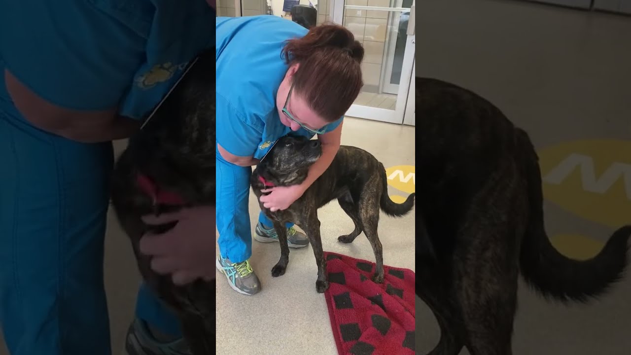 Enlarge Riley, a Adoptable mixed breed in New York, NY video 6/6