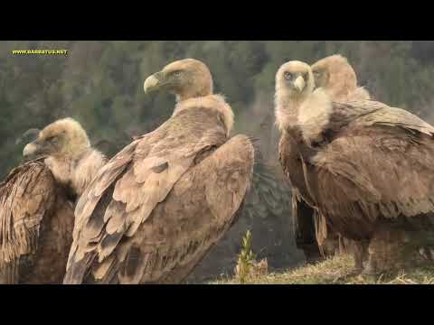 BUITRE LEONADO | GRIFFON VULTURE | Gyps fulvus