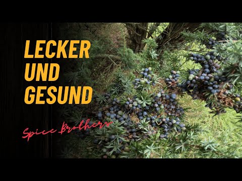 Wacholderbeeren sammeln – Eine Reise in die Natur 🌿