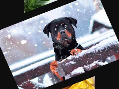 SHAKIRA   DJ Grimm   try everything