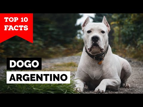 Dogo Argentino - Top 10 Facts