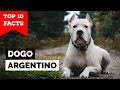 Dogo Argentino - Top 10 Facts