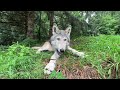 Gray Wolf Pup Finds Perfect Stick