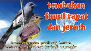 Download lagu Fuuul tembakan mahal murai air dan brinji tungir mp3