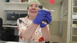 The Best Job in NY City, Kitten Specialist at the ASPCA