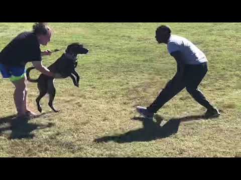 Working Dutch Shepherds in Extreme Bite Work