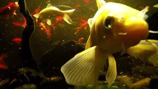 Tank Cam: Indoor Koi Pond