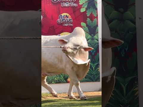 beauty of Shan cattle farm || maweshi mandi #cow #cattlefarm #animals