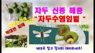 자두 신종 해충  "자두수염잎벌" - 피해 농가 한해 농사 폭망!!