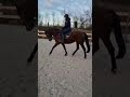 Poney Français de Selle : Herane d'Odival