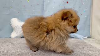ハーフ犬の動画01