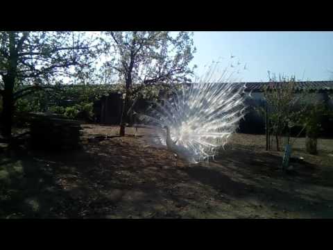 2017 der weiße Pfau