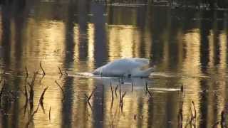 preview picture of video 'MUTE SWAN (Cygnus olor)'