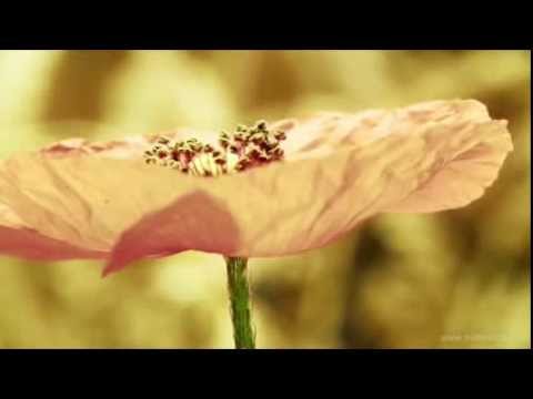 Böylesine güzel okunmamıştı / Hak bir gönül verdi bana. (yunus emre)