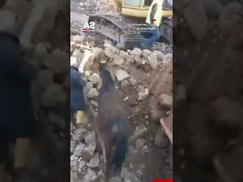 E mahnitshme! Kali nxirret i gjallë pas 21 ditësh nën rrënoja në Turqi