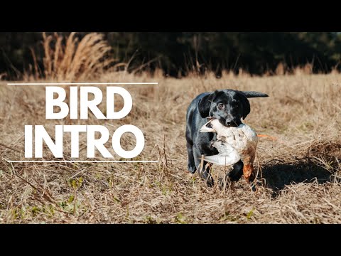 How To Introduce Your Retriever To Birds!