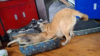 Video preview image #1 German Shepherd Dog Puppy For Sale in Sebec, ME, USA