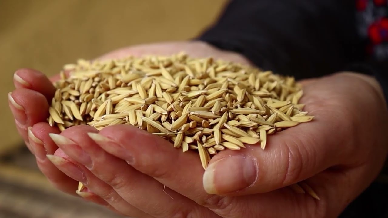 Arroz, cafés especiais e trigo são destaques do mercado