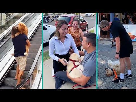 The Best Golden Retriever Compilation Video On The Internet 2023 | Funny and Heartwarming Moments