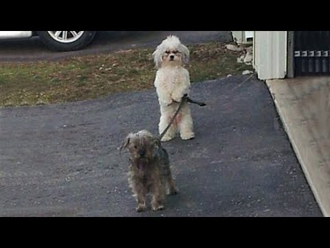 Quand votre chien est plus intelligent que vous ne le pensez