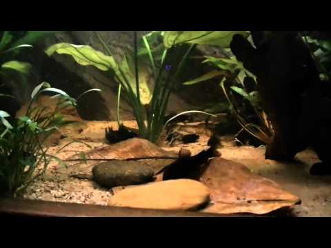 Corydoras black venezuela breeding tank.mp4