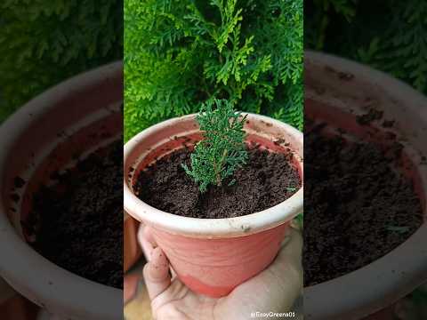 How to grow morpankhi plant from cutting in monsoon season. #gardening #morpankhi #morpankhkrishna