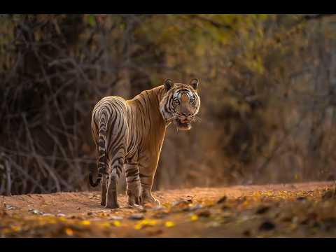 Bandhavgarh: Kingdom of the Royal Bengal Tiger