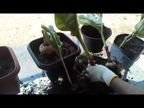 bulbos da flor estrela de Natal😍