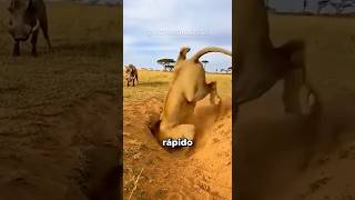 Animais Flagrados em Momentos Inacreditáveis! #curiosidades #bichos #animais