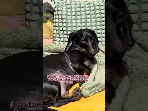 Viszonzatlan szerelem 😅❤️🐾 #dachshund #foryou #puppy #pajti #tacskó