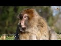 The Amazing World Of Animals