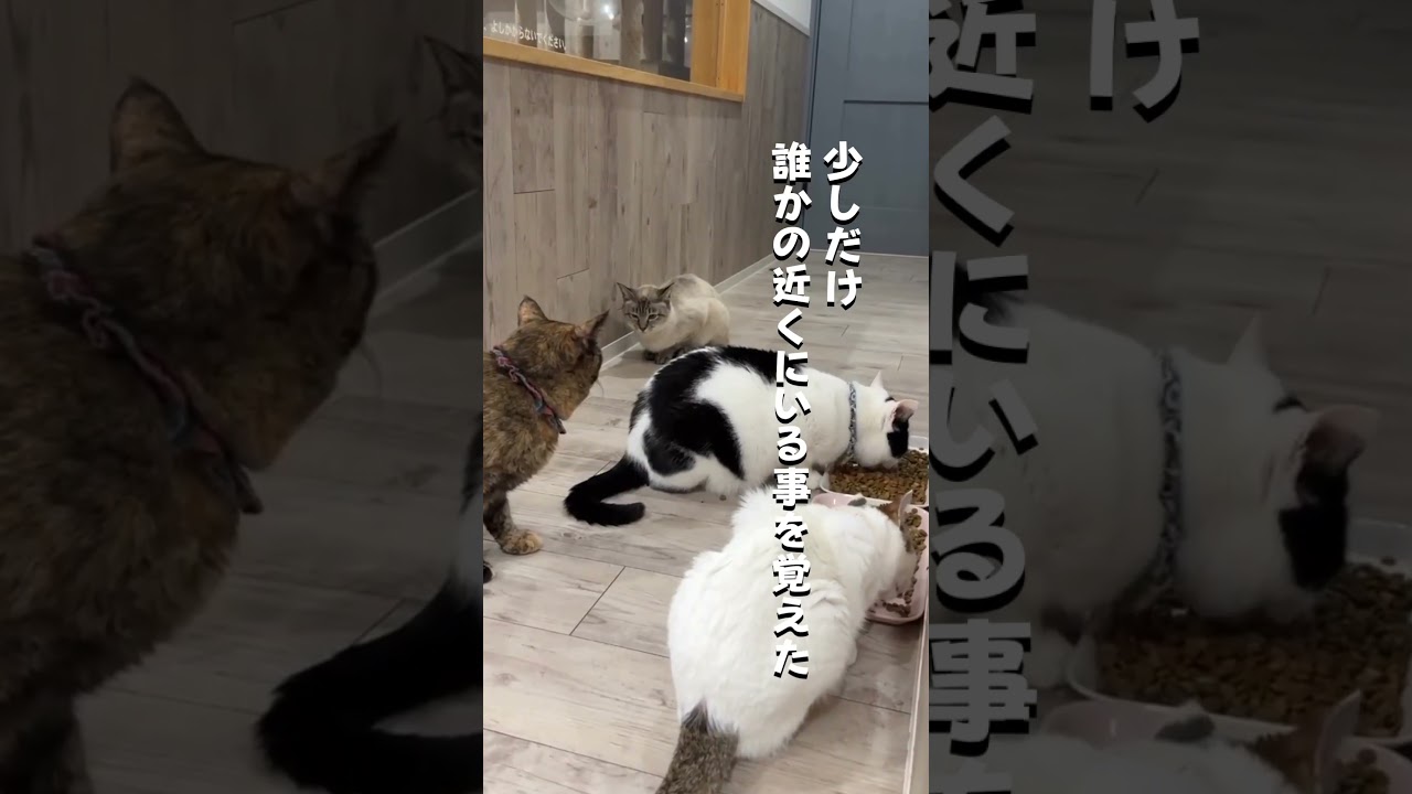 餌やり禁止になった施設から保護した猫 #保護猫