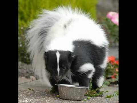 Peppy Le Pew