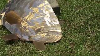 Stainless steel Grouper sculpture