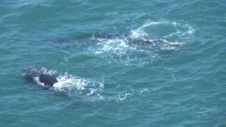 preview picture of video 'Whale Watching - Encounter Bay - Southern Right Whales - East of the Bluff'