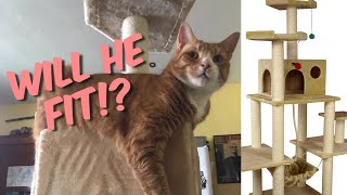The Best BIG CAT cat tree on Amazon