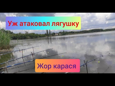 Фото Жор КАРАСЯ на донки / Уж атаковал лягушку / шок рыбалка